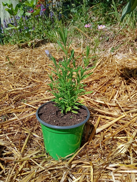 LAVANDA DENTADA - La Casita Verde