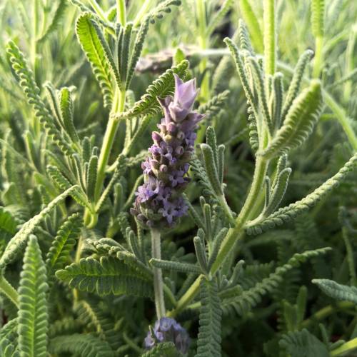 LAVANDA DENTADA - La Casita Verde