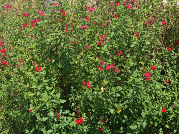 SALVIA MICROPHYLLA - Imagen 2